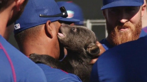 Ranking Semanal 7 Cubs somos osos jugadores de los cubs con osos