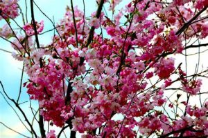 Floración de los cerezos captada en Japón, o en el valle del Jerte, o verte a saber - Imagen libre de derechos