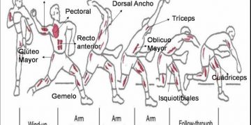 fases del pitcheo mlb en español beisbol